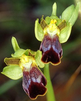 Orchidea funebre