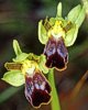 Ophrys funerea