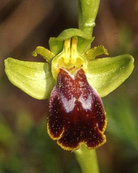 Orchidea scura, Moscaria