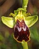 Ophrys fusca