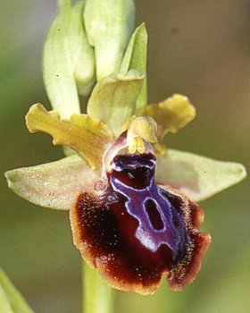 Orchidea del Gargano