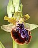 Ophrys garganica