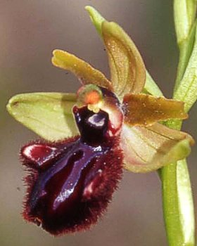Orchidea nera