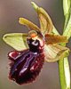 Ophrys incubacea