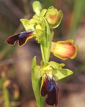 Orchidea iridescente