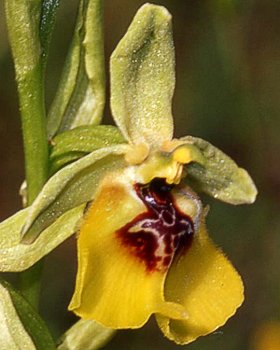 Orchidea di Lacaita