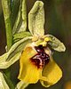 Ophrys lacaitae