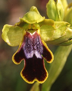 Orchidea di Lojacono