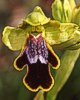 Ophrys lojaconoi