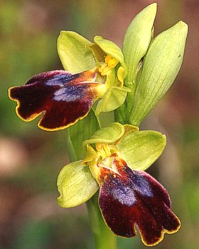 Orchidea di Luperco