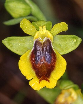 Orchidea gialla