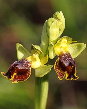 Orchidea scura