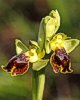 Ophrys melena