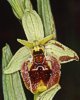 Ophrys parvimaculata