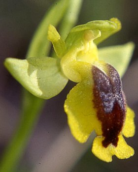 Orchidea frigana