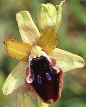 Orchidea del promontorio