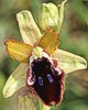 Ophrys promontorii
