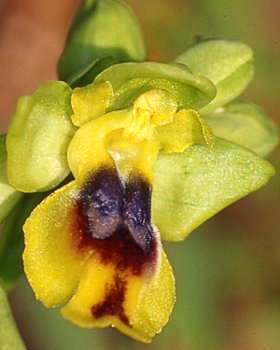 Orchidea siciliana