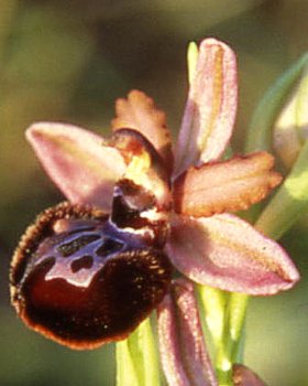 Orchidea di Siponto