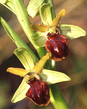 Orchidea fior ragno