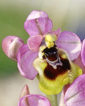 Orchidea fior di vespa