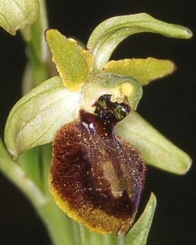 Orchidea verdiscente
