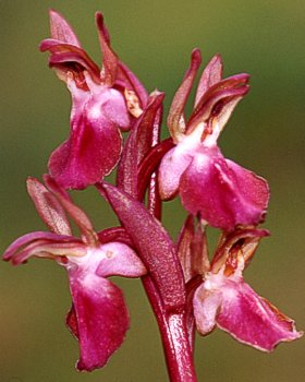 Orchidea della collina