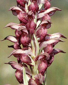 Orchidea profumata