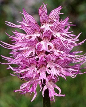 Orchidea italiana