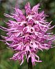 Orchis italica