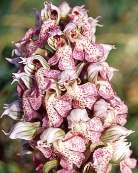 Orchidea color di latte
