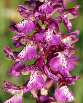 Orchidea pagliaccio