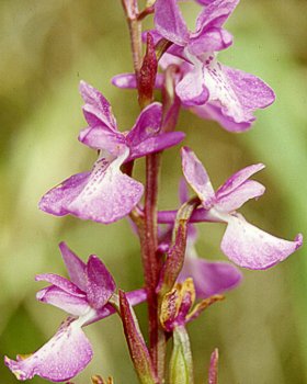 Orchidea di palude