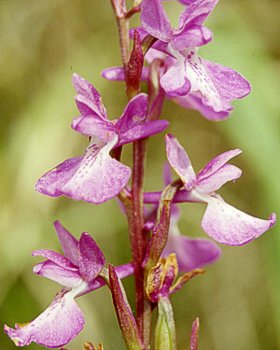 Orchidea di palude