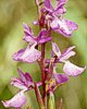 Anacamptis palustris