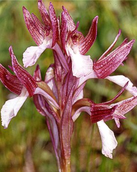 Orchidea farfalla