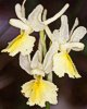 Orchis pauciflora