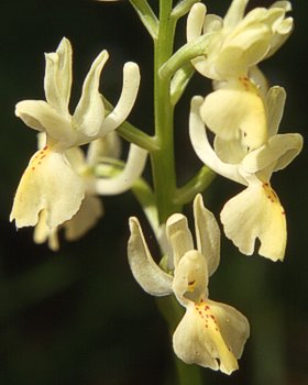 Orchidea di Provenza