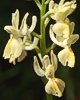 Orchis provincialis