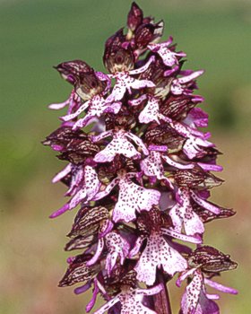 Orchidea purpurata