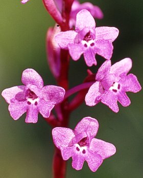 Orchidea a quattro punti