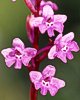 Orchis quadripunctata