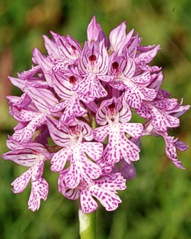 Orchidea a tre punti