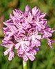 Orchis tridentata