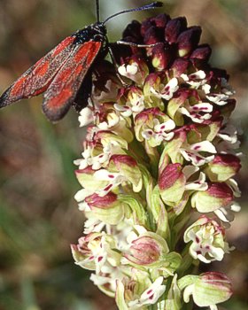 Orchidea bruciata