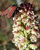 Orchis ustulata