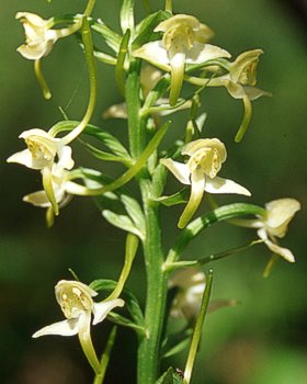 Orchidea verdastra