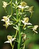 Platanthera chlorantha