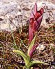 Serapias apulica