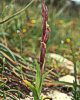 Serapias bergonii